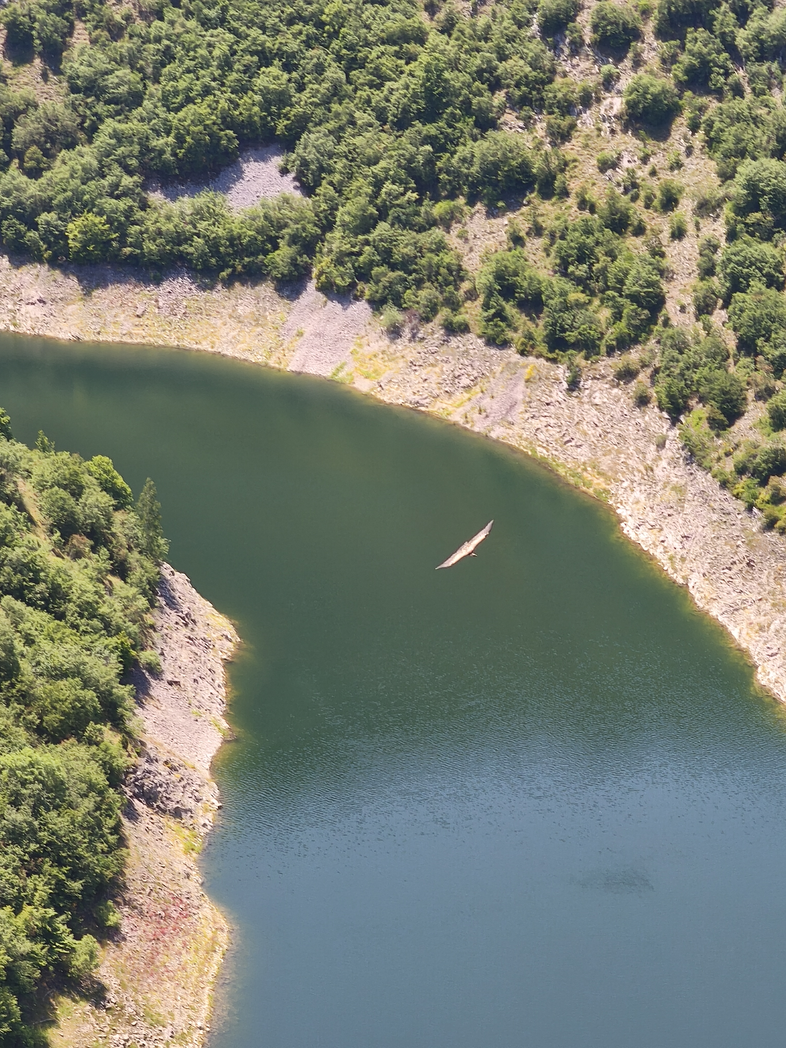 Weißkopfadler am Fluss Uvac